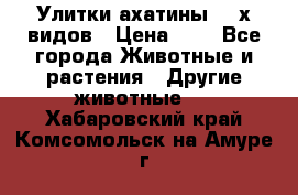 Улитки ахатины  2-х видов › Цена ­ 0 - Все города Животные и растения » Другие животные   . Хабаровский край,Комсомольск-на-Амуре г.